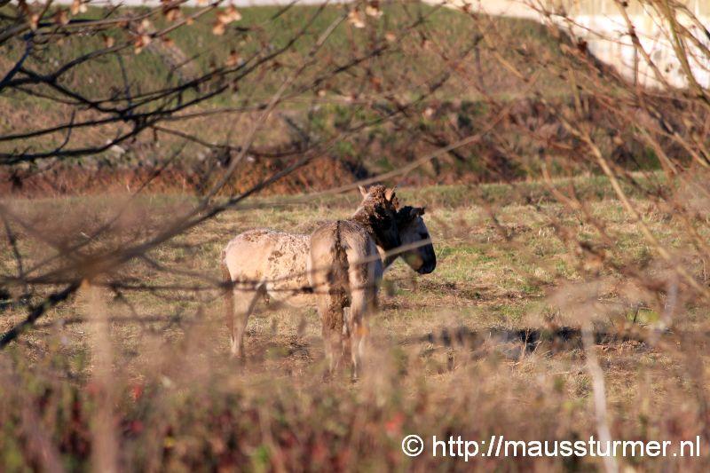 2016-11-28 Gewonde wilde jonge hengst Maaseik (7315).jpg